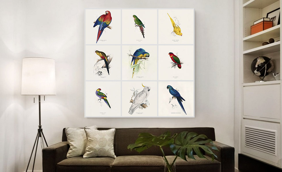 Parrot Cockatoo Macaw Parrakeet Collage Square